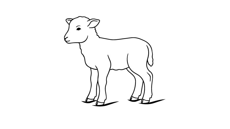 Lamm