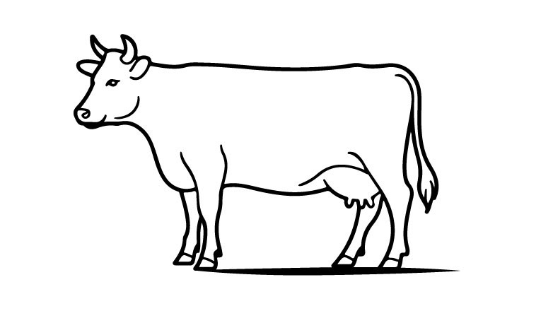 Rind-Fleisch